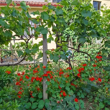 Aliaj Pensionat 4*